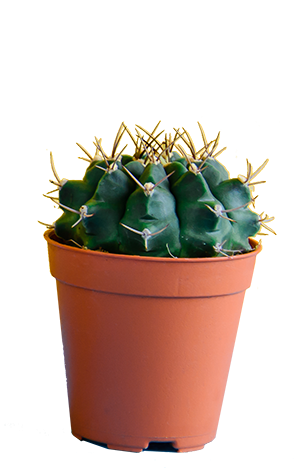 Cactus2