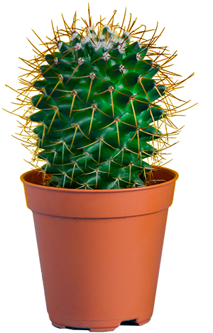 Cactus5