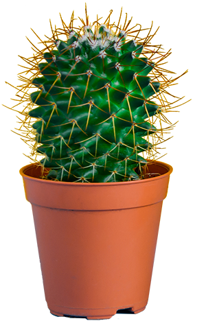 Cactus5